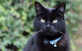 Bird Safe Cat Collar Australia Change Your Cat S Bell To Save Birds