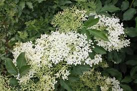 Viel licht verringert den nitratgehalt in den pflanzen. Leckeres Aus Holunder Holunder Kuchlein Holunder Sirup Holunderblutentee Native Plants