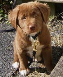 Chocolate lab golden retriever mix puppies. 17 Dogs Ideas Dogs Cute Animals Puppies