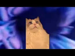 Maybe you would like to learn more about one of these? Cat Toothbrush Video Cheaper Than Retail Price Buy Clothing Accessories And Lifestyle Products For Women Men