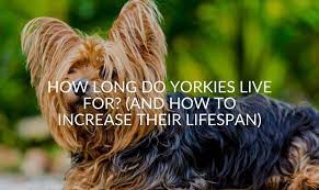 How Long Do Yorkies Live For And How To Increase Their Lifespan Jubilant Pups