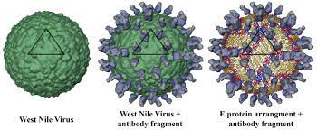 Care sunt primele simptome ale. West Nile Virus West Nile Virus Glogster Edu Interactive Multimedia Posters