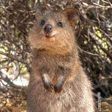 Suzana Paravacはinstagramを利用しています Here Is A Quokka Smile For Anyone Who Has Had A Tough Day Quokka Quokkas Perthlif Cute Animals Cute Animal Memes Quokka