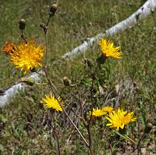 Image result for Sonchus friesii