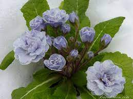 Pin On Gardening
