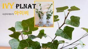 Ivy plant propagate from cutting:: Propagating Ivy Plant From Cutting How To Water Propagate Ivy Plants Indoor Plant Youtube