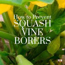 If you give up on zucchini, which is susceptable to vine borers, try growing a squash that's more resistant. Protect Squash And Zucchini From Vine Squash Borer The Kitchen Garten
