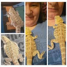 Introduction and photo of serama chicken