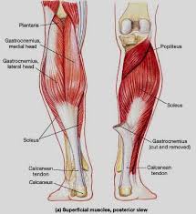 Posterior muscles, such as the hamstrings and gluteus maximus, produce the opposite motion — extension of the thigh at the hip and flexion of the leg at the knee. Posterior Lower Leg Muscles Medical Anatomy Human Body Anatomy Body Anatomy