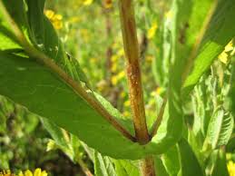 Image result for Sagina abyssinica