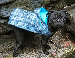 Great for a dog that is out in the elements whether a homemade dog raincoat that's a snap to make! Upcycled Umbrella Raincoats Keep Dogs Dry
