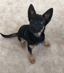 Maybe you would like to learn more about one of these? Coco Angel S Furry Friends Rescue