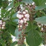 Image result for Cineraria pinnata