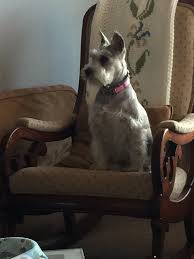 Stop by for bathing, brushing, pet supplies, pet toys and more! Groomingdales Pet Salon Lincoln Al Petsclub