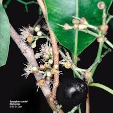 Image result for Syzygium cumini