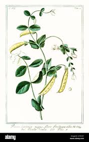 Image result for Pisum