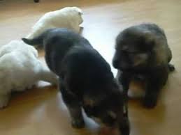We did not find results for: Akc German Shepherd Puppies White Silver Sable Black Silver Born 4 3 12 Learning To Walk Youtube