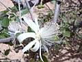 Image result for Grewia rugosifolia