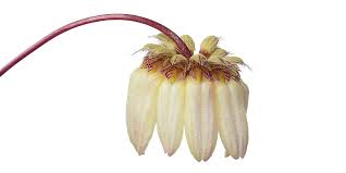 Image result for Bulbophyllum comatum