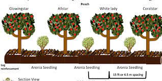 The spacing for a fruit tree hedge depends upon the type of training system used as well as the specimen. Tree Planting Recap 2019 Permaculture Design Course Handbook