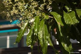 Image result for Nuxia floribunda