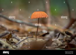 Image result for Marasmius siccus