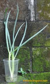 Cara menanam daun bawang di pot atau polybag, plus langkah merawatnya. Cara Menanam Daun Bawang Dari Batang Cara Menanam