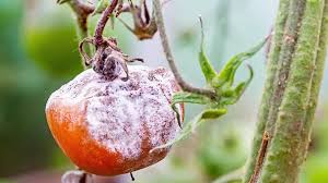 Image result for Botrytis cinerea