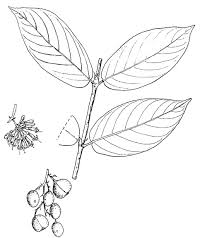 Image result for Galiniera saxifraga