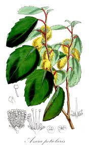 Image result for Salicaceae