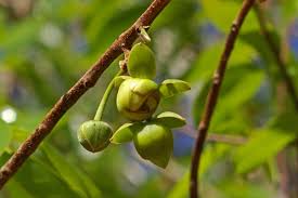 Image result for Artabotrys likimensis