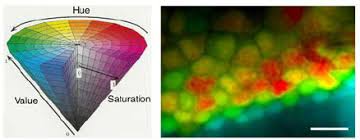 Html color green is translated automatically to its rgb / hex equivalent by the browser. Example Of Hsv Visualization Left Hsv Color Space As Hue Varies Download Scientific Diagram