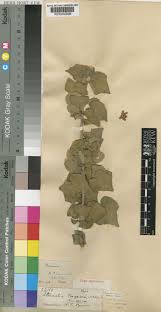 Image result for Sterculia rogersii