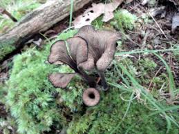 Image result for Craterellus fallax
