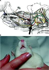 Kirjaudu facebookiin, niin voit alkaa jakaa ja jutella kavereillesi, perheenjäsenille ja tuntemillesi ihmisille. Attempts To Improve Axonal Pathfinding And Quality Of Target Reinnervation Springerlink