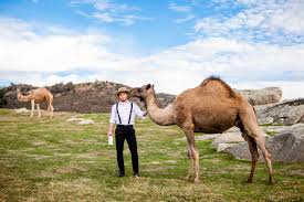 Addition of other species' plain milk in camel milk is very. How A Saudi Entrepreneur And Amish Farmers Are Bringing Camel Milk To America Cnn