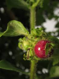 Image result for Sabicea