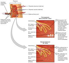 blood typing anatomy and physiology ii