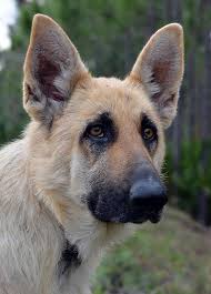 Share pictures & stories about your rescued pups, ask questions from the group and become. Daytona Beach German Shepherd Rescue About