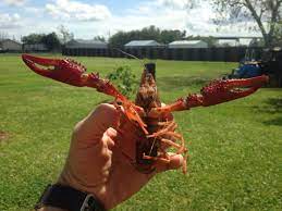 Crayster What Do Wild Crawfish Eat Well The Diet Of A Crayfish In The Wild Includes Many Types Of Food This Means Plants Water Birds And Shrimp These Animals Diet