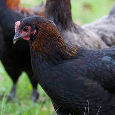 Roosters aren't always easy to get rid of because most people either don't have a rooster or they only need one to guard their flock of 20 or so chickens. French Black Copper Marans Alchemist Farm