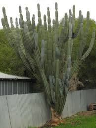 Peruvian torch cactus needs 0.5 cups of water every 9 when it doesn't get direct sunlight and is potted in a 5 pot. Pin On Cactus