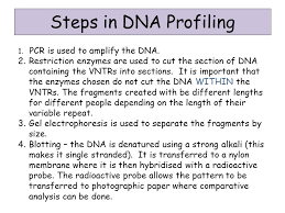Section 4 Lesson 7 Genetic Fingerprinting Dna Profiling