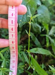 Image result for Oldenlandia corymbosa