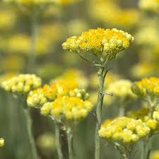 Image result for Helichrysum helvolum