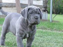 Neapolitan Mastiff Puppy For Sale In Petersburg Pa Adn 53441 On Puppyfinder Com Gender Male Age Mastiff Puppies For Sale Mastiff Puppies Puppies For Sale