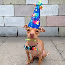 Tuna Melts My Heart The Underdog With The Overbite Happy Birthday Tuna Tunameltsmyheart Tunasbday Doggiebowtie Tuna Dog Happy Birthday Quotes Funny Chiweenie