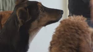 Maybe you would like to learn more about one of these? Animal Shelters Receiving Some Pets Adopted During Pandemic
