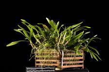 Image result for Bulbophyllum scaberulum