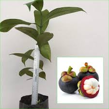 It grows mainly in southeast asia, southwest india and other tropical areas such as colombia, puerto rico and florida, where the tree has been introduced. Creative Farmer Fruit Plants Live Mangosteen Tree Tropical Garcinia Mangostana Queen Of Thailand Outdoor For Home Garden Plant 1 Healthy Live Plant Amazon In Garden Outdoors